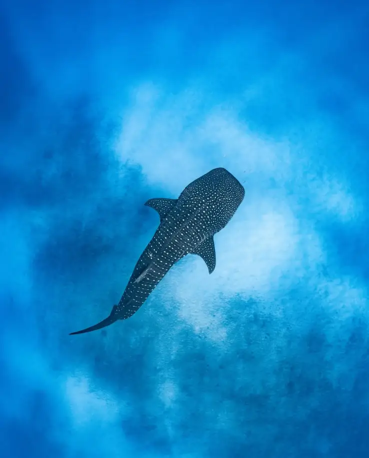 Chutkhi | Whale Shark Tours in Exmouth: What to Expect