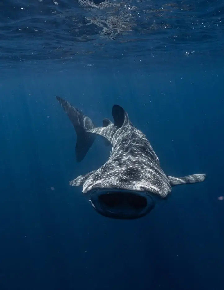 Chutkhi | Whale Shark Tours in Exmouth: What to Expect