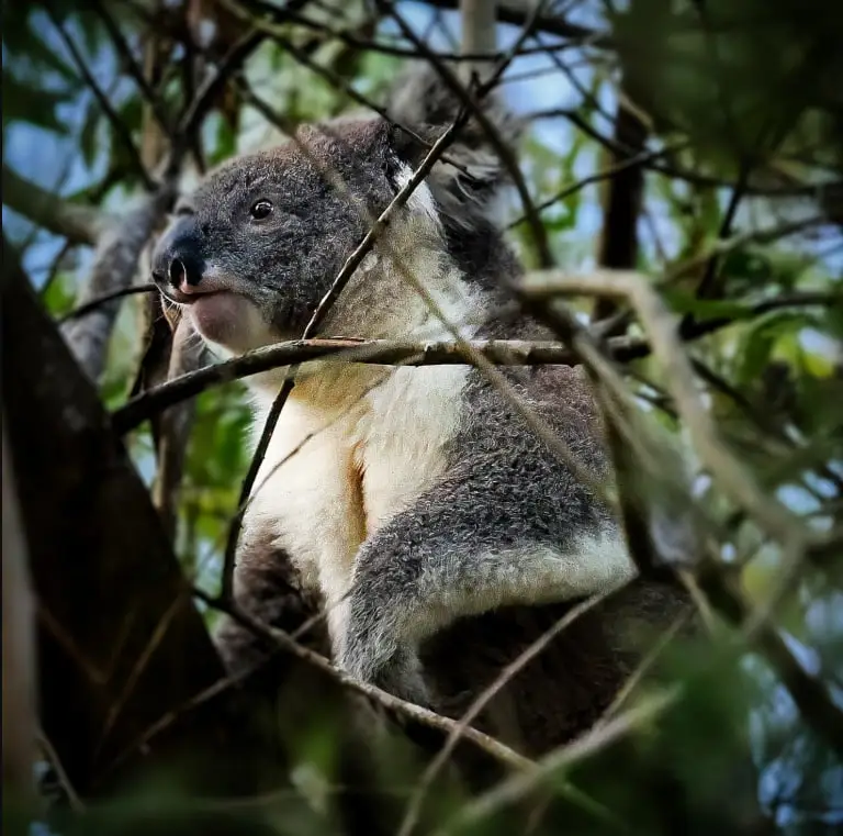 Chutkhi | Nighttime Adventures in Litchfield National Park