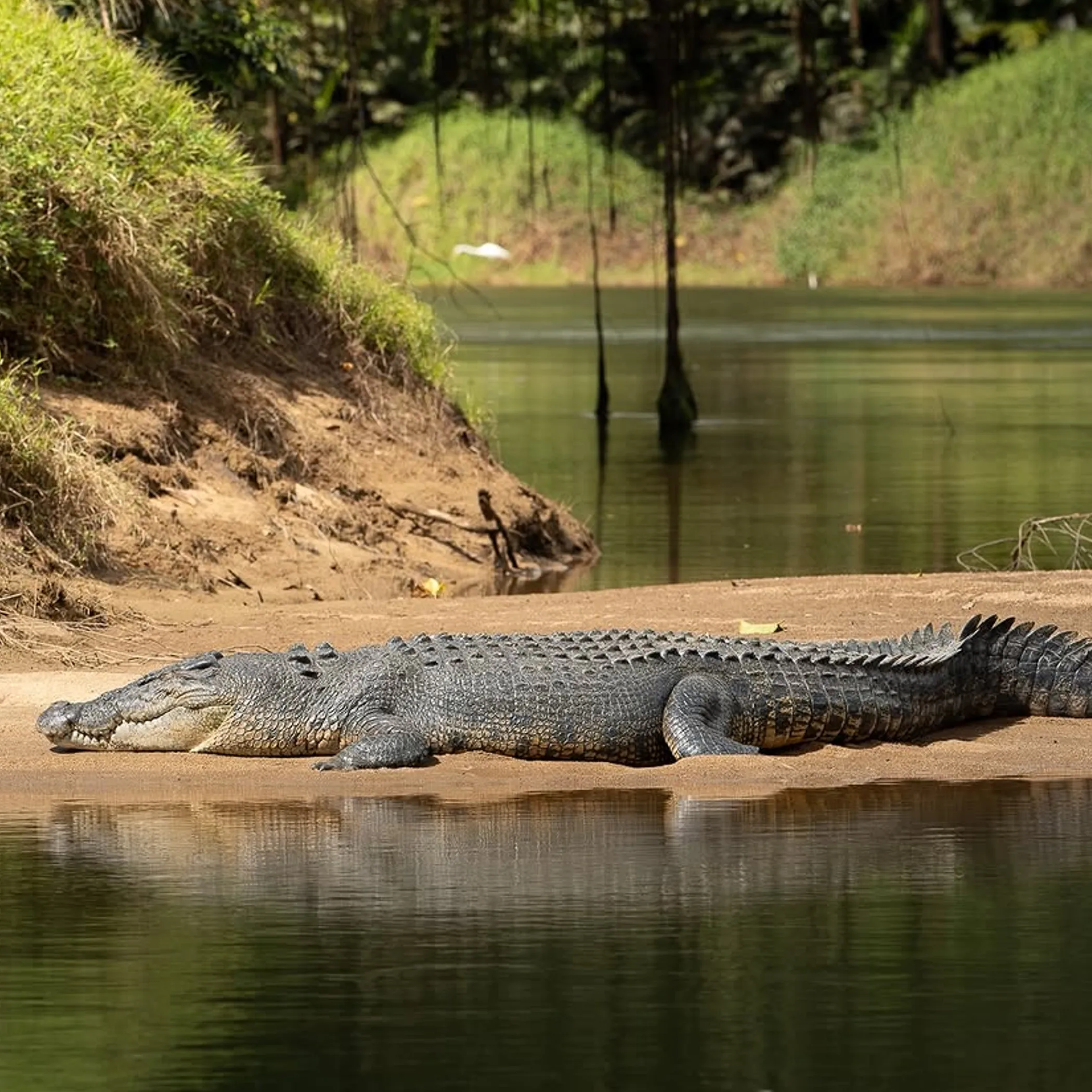 crocodile in natural habitat water