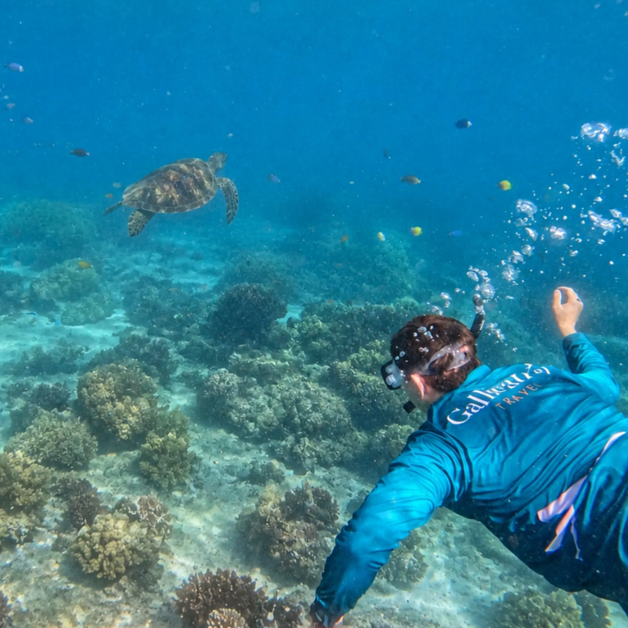 snorkeler exploring vibrant coral reef