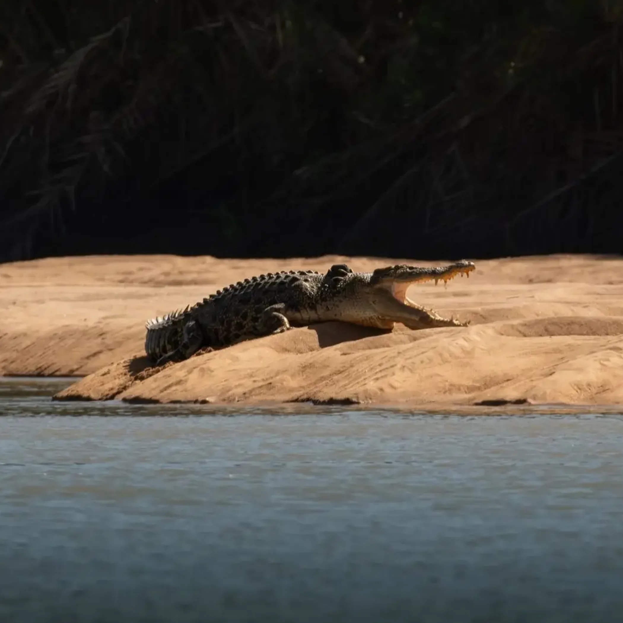 crocodile in natural habitat water