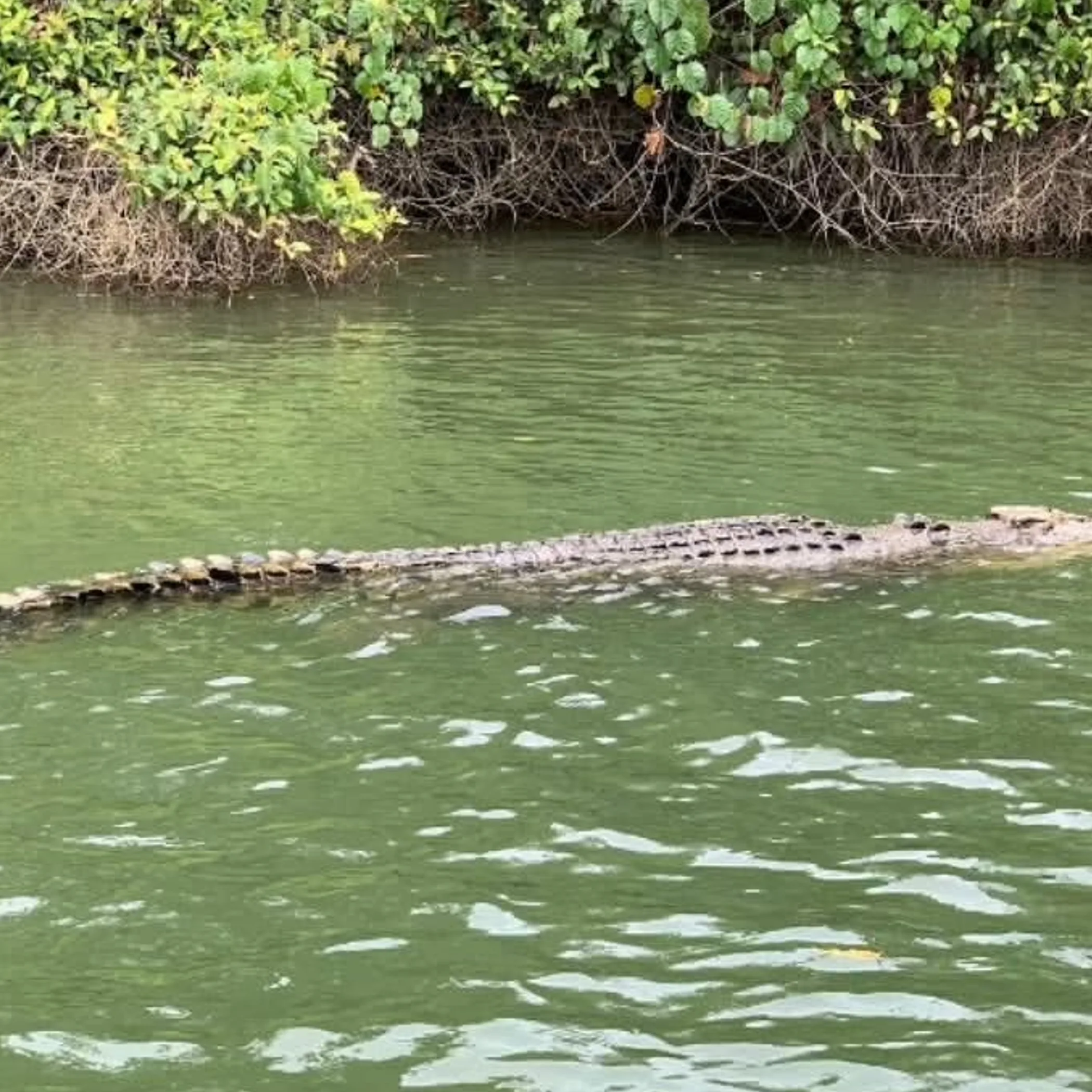 crocodile in natural habitat water
