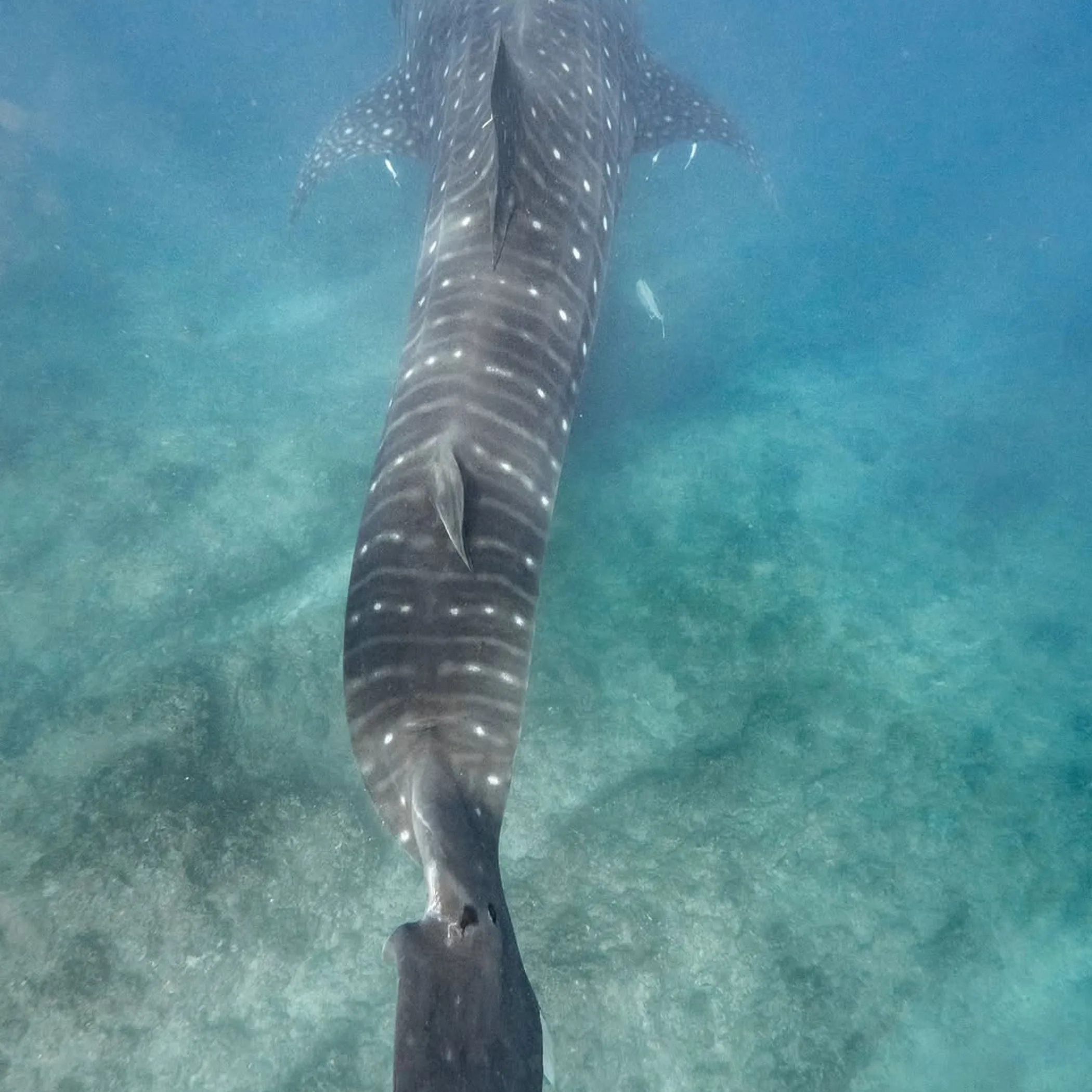whale shark swimming near reef