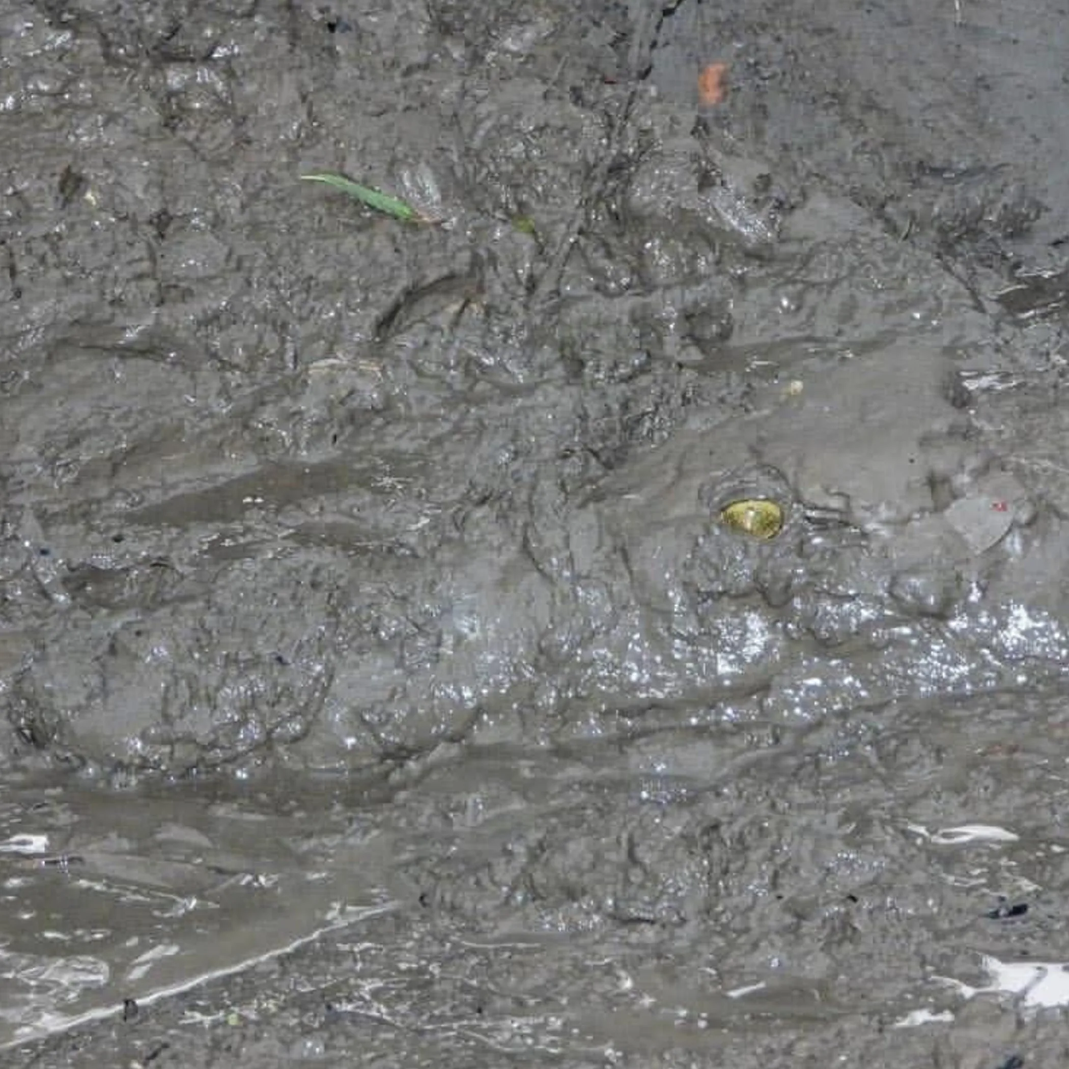 crocodile camouflaged in muddy habitat