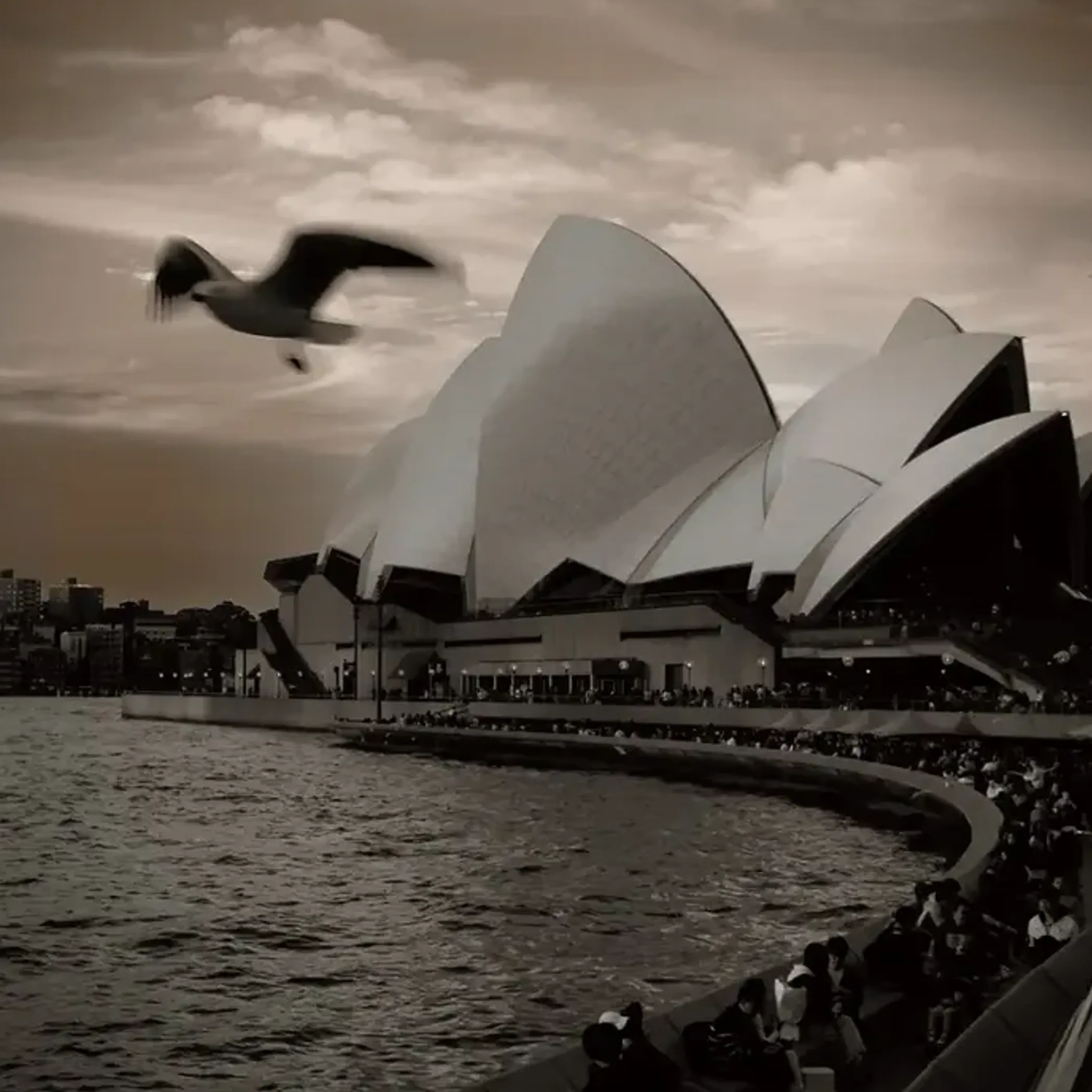 sydney opera house ensconced in daylight